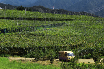 Vineyard landscape at "Kyoho Hill" in Yamanashi, Japan