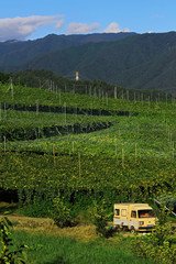 Vineyard landscape at "Kyoho Hill" in Yamanashi, Japan