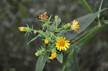 Pico da Bandeira - Minas Gerais - Brasil