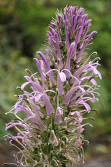 Pico da Bandeira - Minas Gerais - Brasil