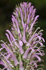 Pico da Bandeira - Minas Gerais - Brasil