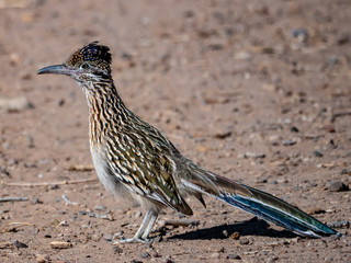 Greater Roadrunner