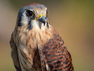American Kestrel