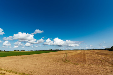 Blue summer sky and cereal field on a sunny day.