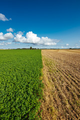 Blue summer sky and cereal field on a sunny day.  V By Valdis Skudre