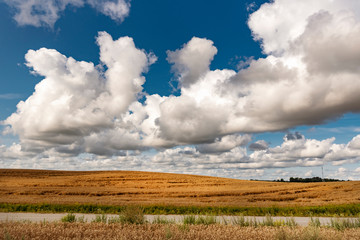 Fototapeta na wymiar Blue summer sky and cereal field on a sunny day. 
