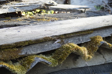 Growing moss on the old barn