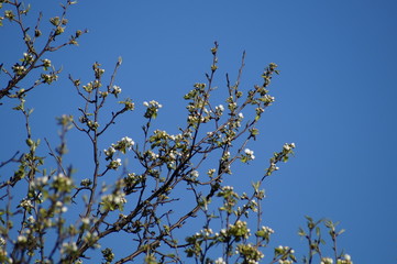 Spring blooming garden in may