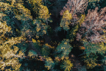 Fototapeta na wymiar Forest in spring from above.