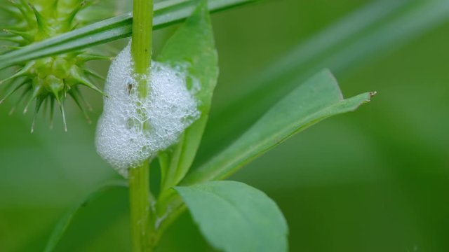 spittlebug nest attached to a sedge stem in Raleigh, North Carolina