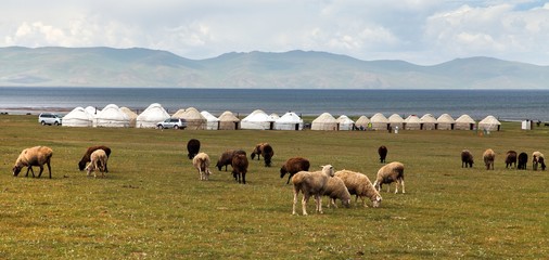 Fototapeta premium yurts and herd of goads and sheps near Son-Kul lake