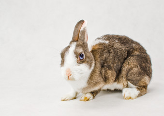 Grey dwarf rabbit with pink ears and blue eyes on light background