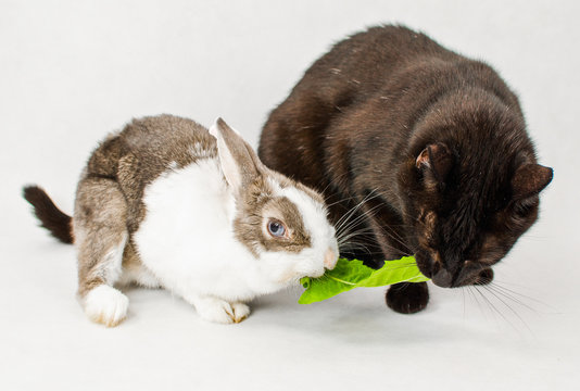 Dwarf rabbit with black cat sharing and eating one juicy dandelion leaf on white background