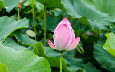 Beautiful lotus flower in blooming in pond at daytime, Summer flowers in Taiwan. The symbol of the...