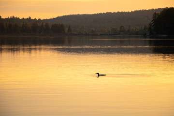 Obraz na płótnie Canvas Lone loon in the golden evening glow on a lake in Algonquin Park