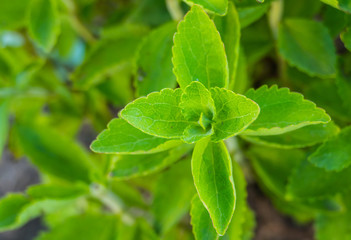 Fototapeta na wymiar stevia plant outdoors