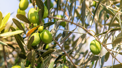 olive tree and green olives on