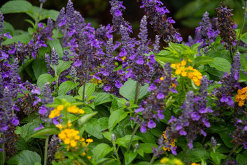 Obraz premium flower
