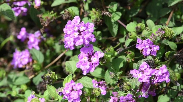 HD video of one tattered painted lady butterfly on purple lantana flowers then flies away. The lifespan of a painted lady butterfly is two to four weeks