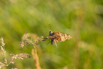 Nature