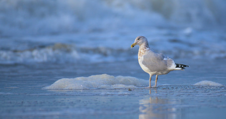 Gull Blue Water Background