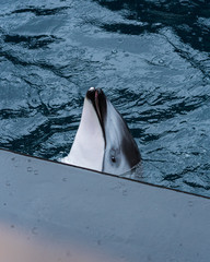 Helen the Pacific White Sided Dolphin Eyes and Head in Vancouver Aquarium