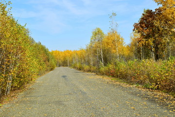 The road in the autumn forest.