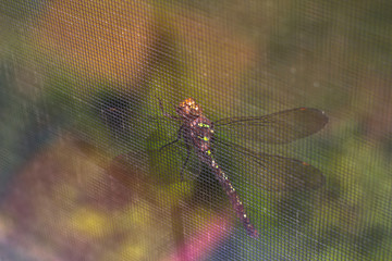 Lime green striped darner dragonfly on window screen 
