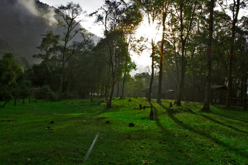 Forest at Dawn