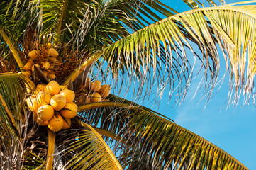Top of the palm tree with yellow coconuts close up, against blue sky on a bright sunny day 