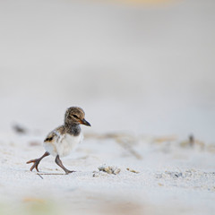 Oystercatcher Chick on Sandy Beach
