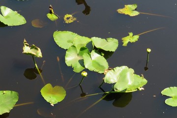 Waterlily leaves on dark water background on Florida river