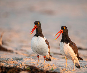 Two Birds Oystercatcher at the Beach