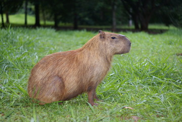 SONY alfa100 DSC