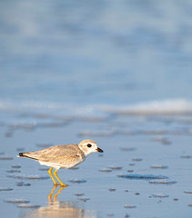 Piping Plover on Beach Blue Water