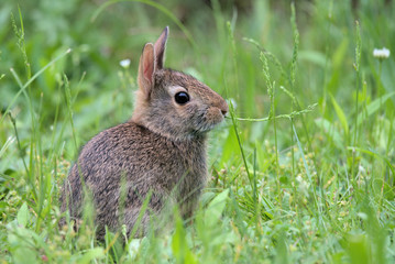 Rabbit in Green Field