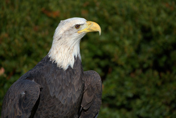 American Bald Eagle Portrait