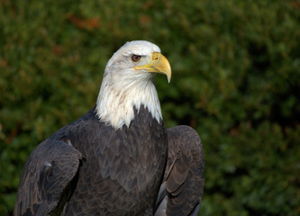 American Bald Eagle Portrait