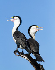 A pair of Australian Pied Cormorants, Northern Territory, Australia