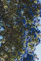 blue pacific 