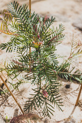 native Australian "red hooks" grevillea plant with flowers about to bloom