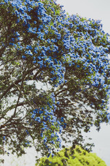 blue pacific "Ceanothus" tree with flowers in full bloom shot