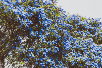 blue pacific 