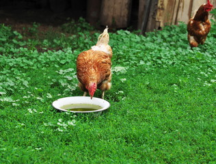 Hens in the countryside walk on the grass.