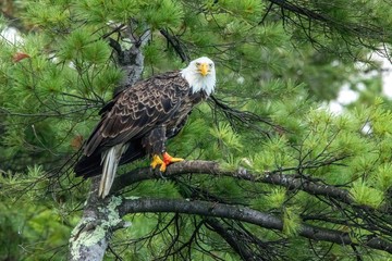 american bald eagle on background of blue sky
