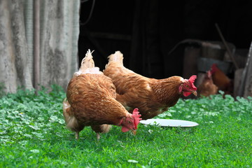 Hens in the countryside walk on the grass.