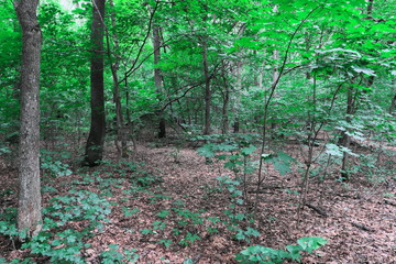Oak forest, wild landscape.