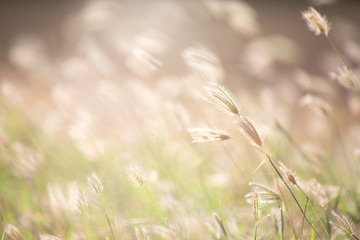 field of grasses in sunshine