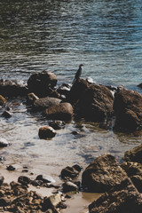 birds on top of rocks on a small rugged beach