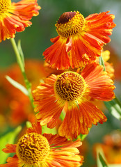 Gaillardia flowers, bright floral background.